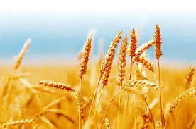 Judeţul Arad, locul doi pe ţară la producţia de grâu
