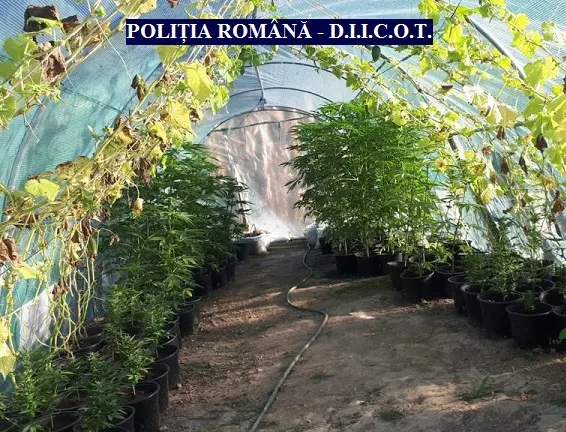 Cannabis care i-ar fi putut aduce unui bărbat din Arad cca 5 milioane de lei, confiscat de către polițiști și procurorii DIICOT