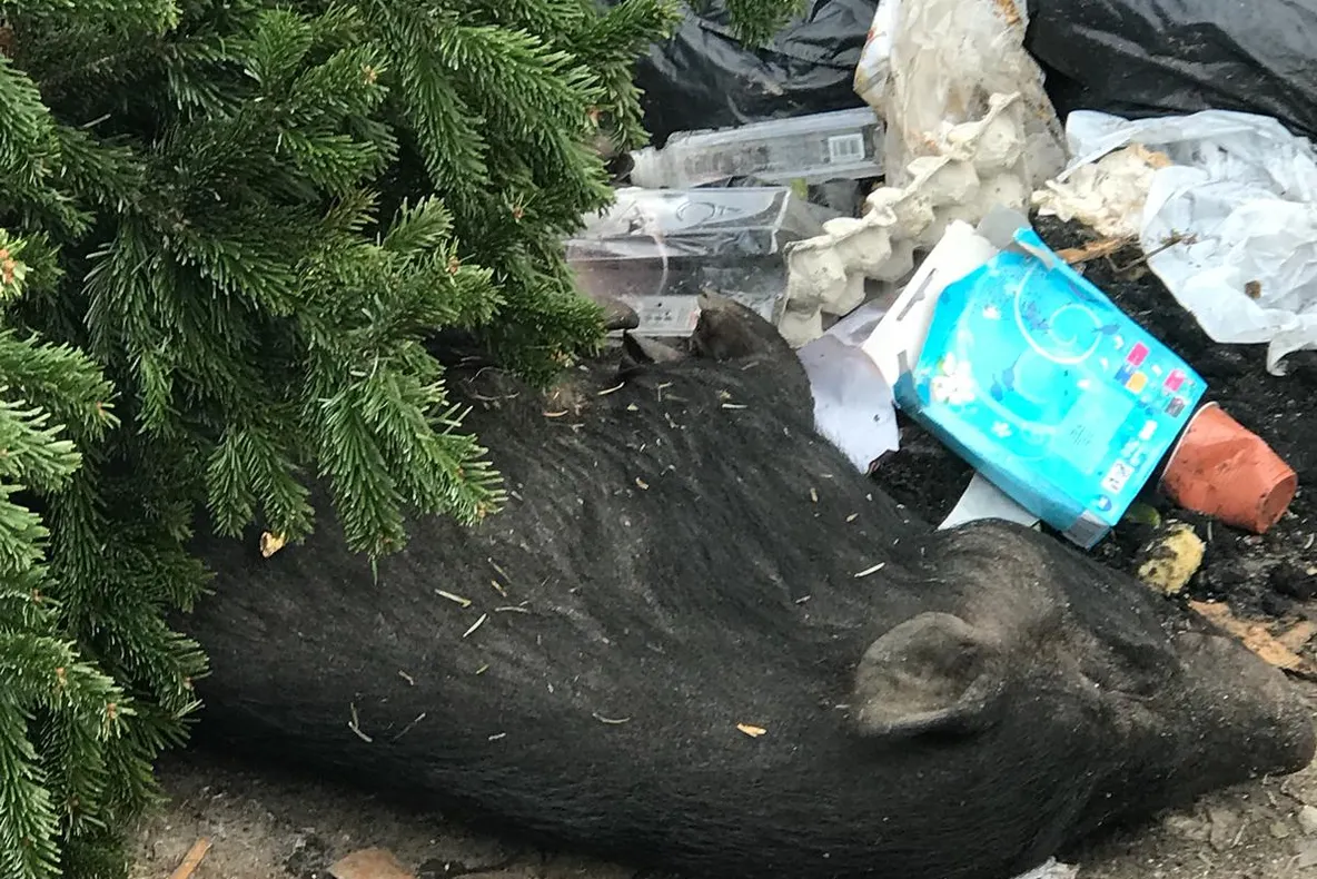 Arad: Ce se mai aruncă la gunoi în Arad? Cadavrul unui porc întreg, găsit, luni, la o ghenă din municipiu