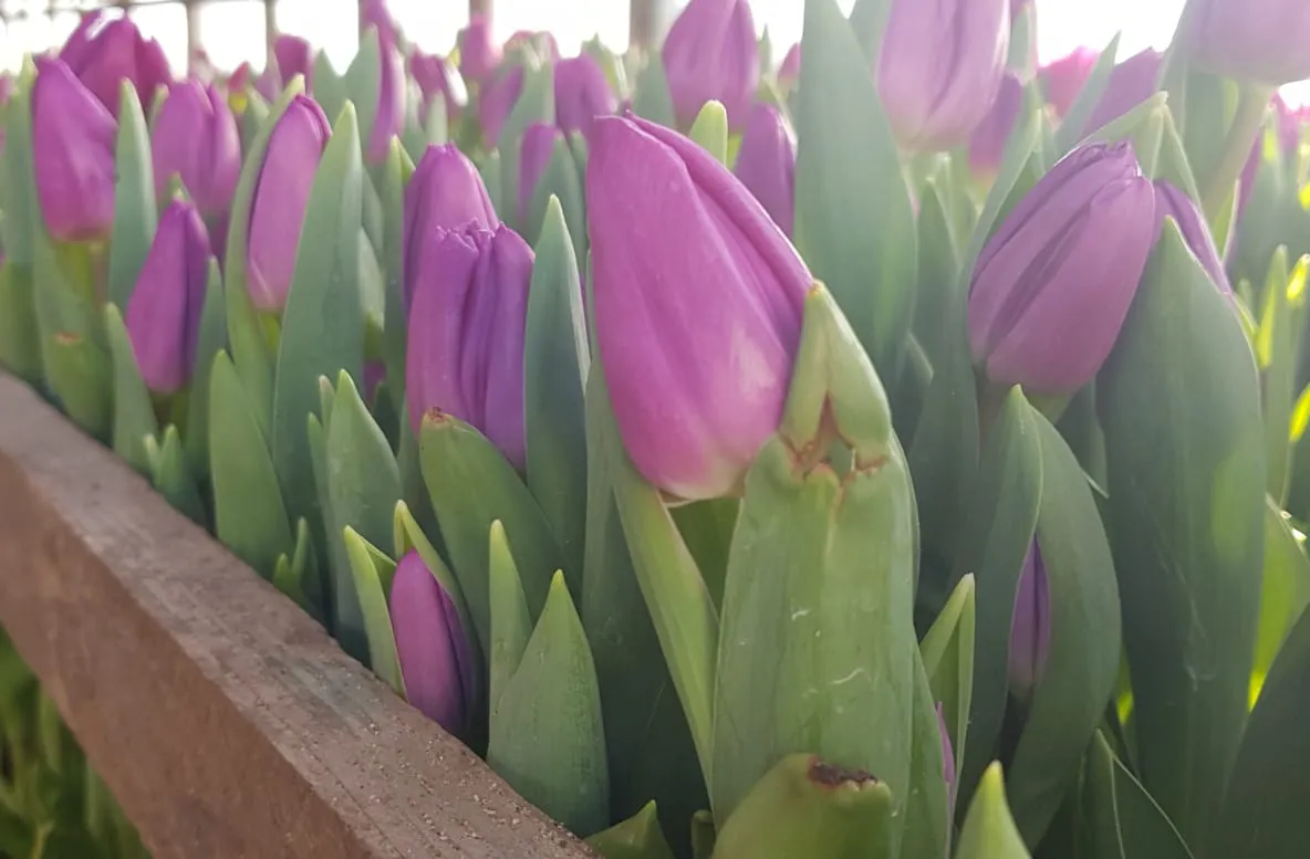Arad: Cel mai bătrân florar din România și cea mai veche seră din Arad. Zeci de mii de flori, care de care mai parfumate și colorate