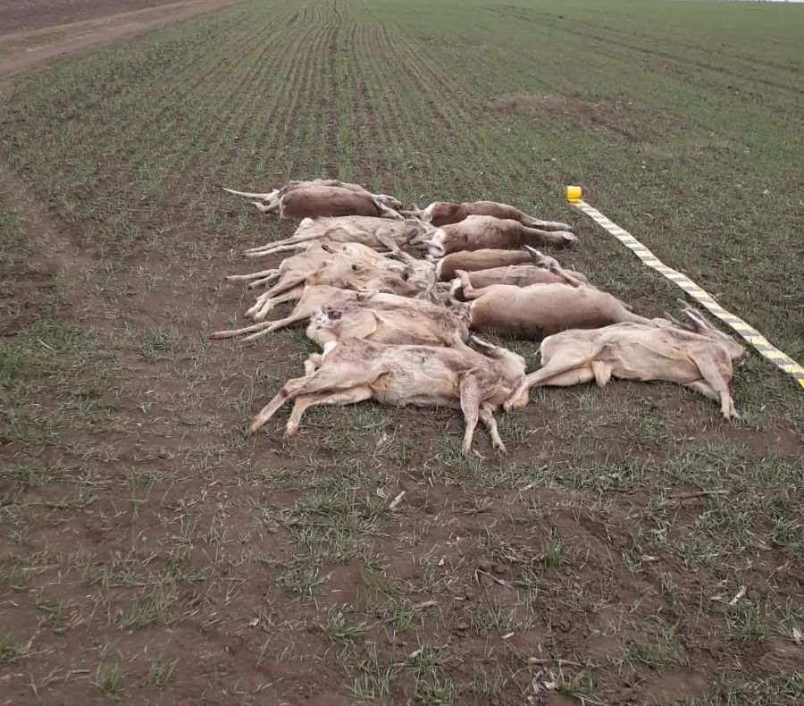 Arad: Crește numărul animalelor otrăvite pe câmpuri: 53 de căprioare și cerbi, plus păsăeri și animale de talie mică