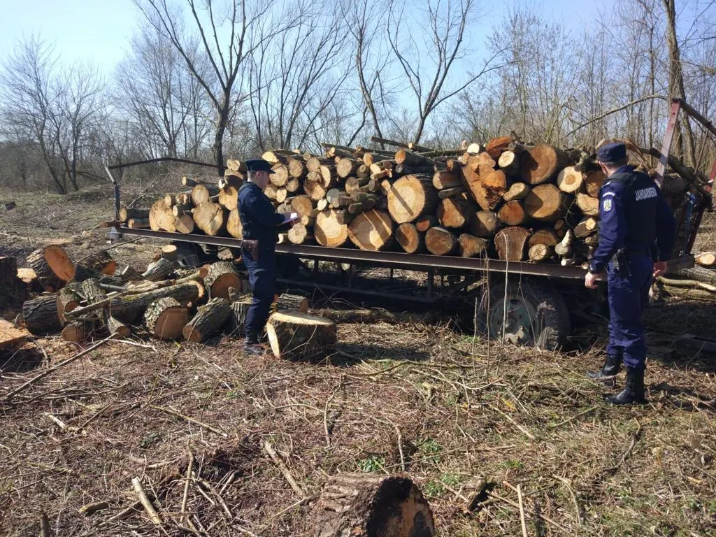 Arad: Copaci tăiați ilegal din pădurile de pe Valea Mureșului