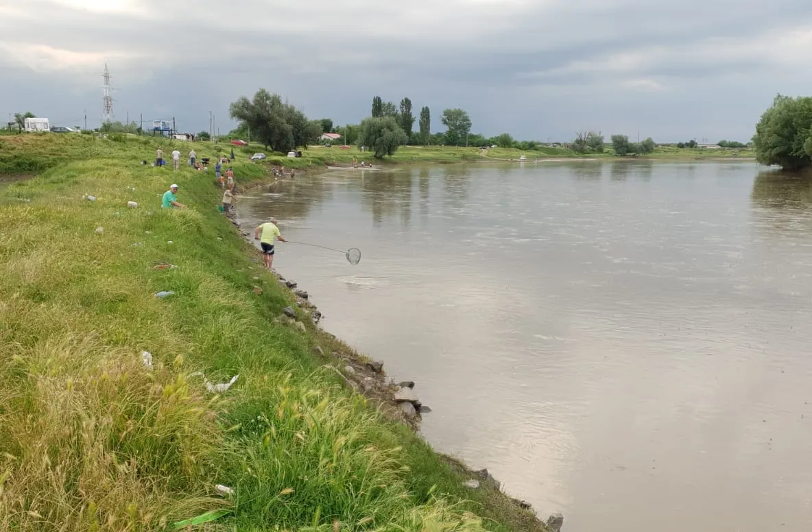 Arad: AUDIO Milioane de fluturi care trăiesc doar o zi produc un spectacol magic pe Mureș