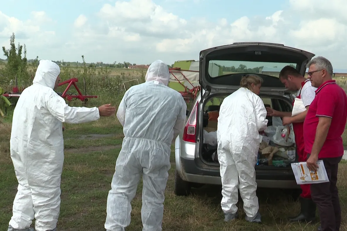 Arad: Focarele de pestă porcină africană la porci mistreți continuă în Arad: 59 de cazuri la mistreți