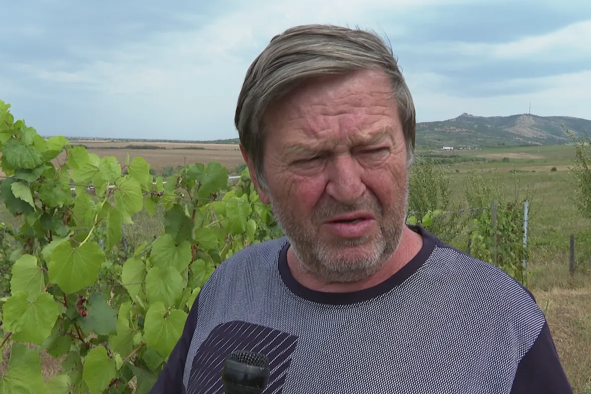 Arad: FOTO VIDEO Viticultorii din Arad: producţia de struguri din acest an este compromisă în mare parte de porcii mistreţi. 60 la sută din recolte, compromise