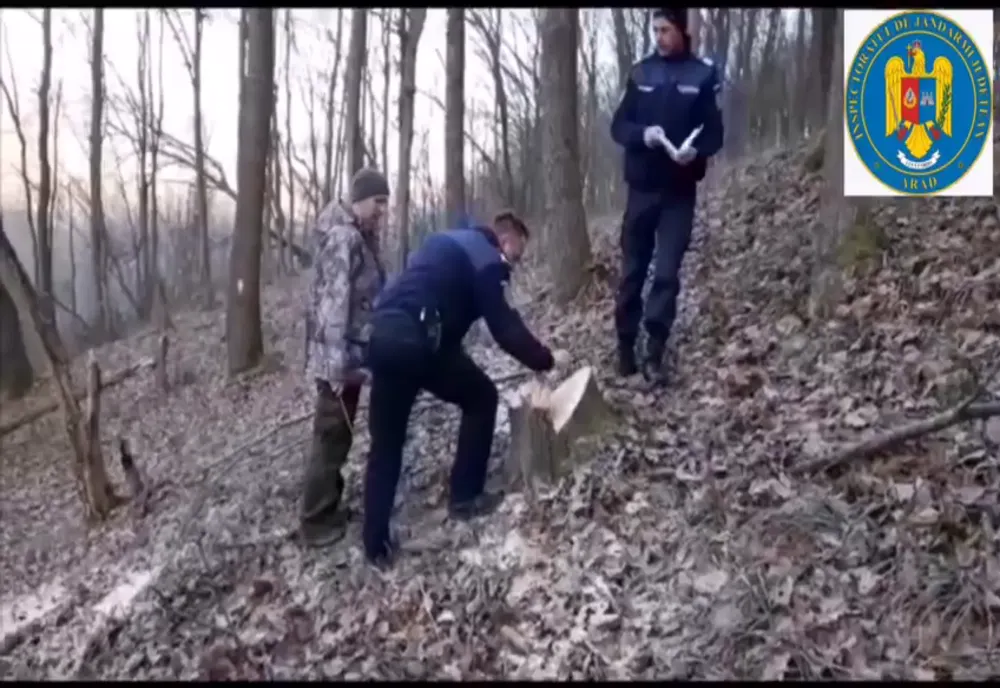 Arad: AUDIO FOTO VIDEO Tăietori ilegali de lemne în pădurile din zona de munte, descoperiți de jandarmii din Arad. Cum arată zona