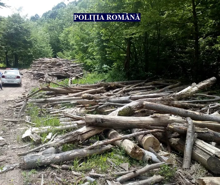 Arad: Controale la pădurile din zona Sebiș-Moneasa. Ce au decoperit polițiștii