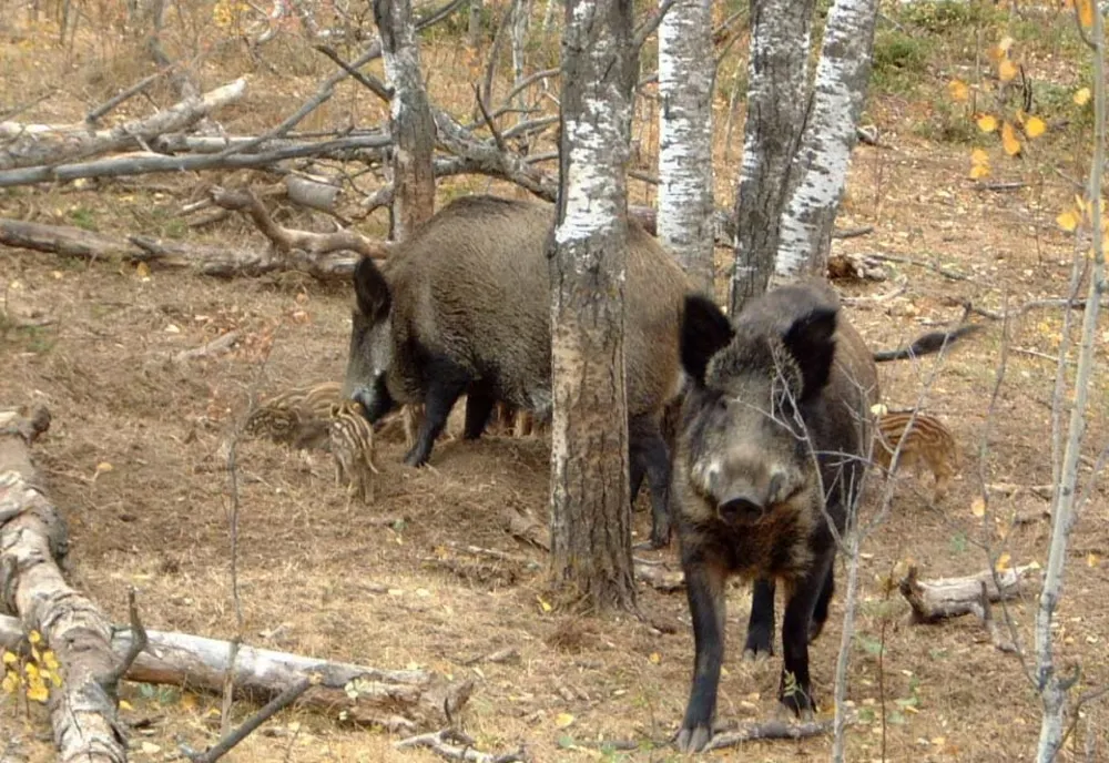 Interdicții în Arad din cauza pestei porcine africane