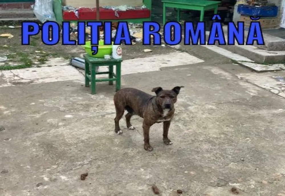 Trei câini plasați în adăpost de polițiștii Biroului Poliția Animalelor