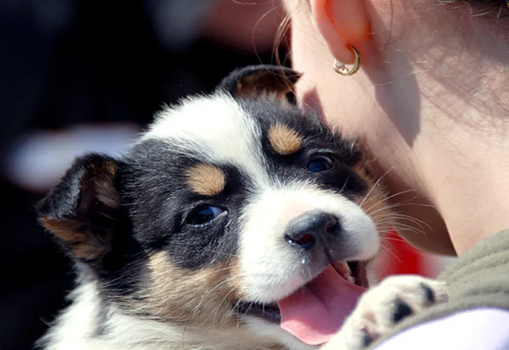 Verificări la cei care au adoptat animale de companie, în Arad