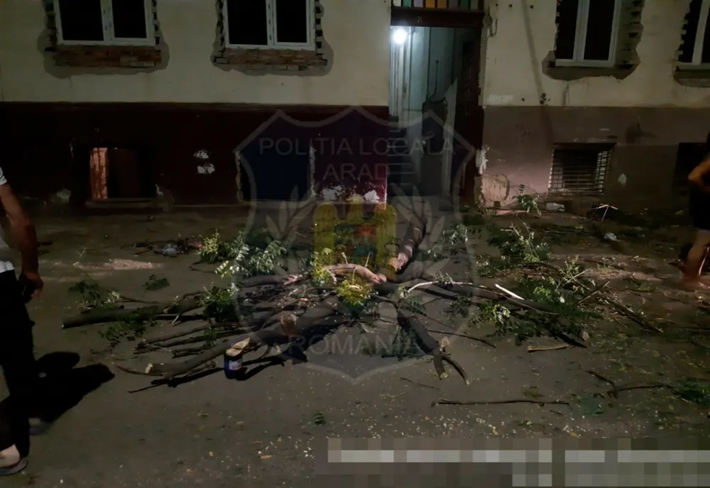 S-a apucat să taie un pom de pe domeniul public, în plină noapte. Isprava unei femei, în Arad