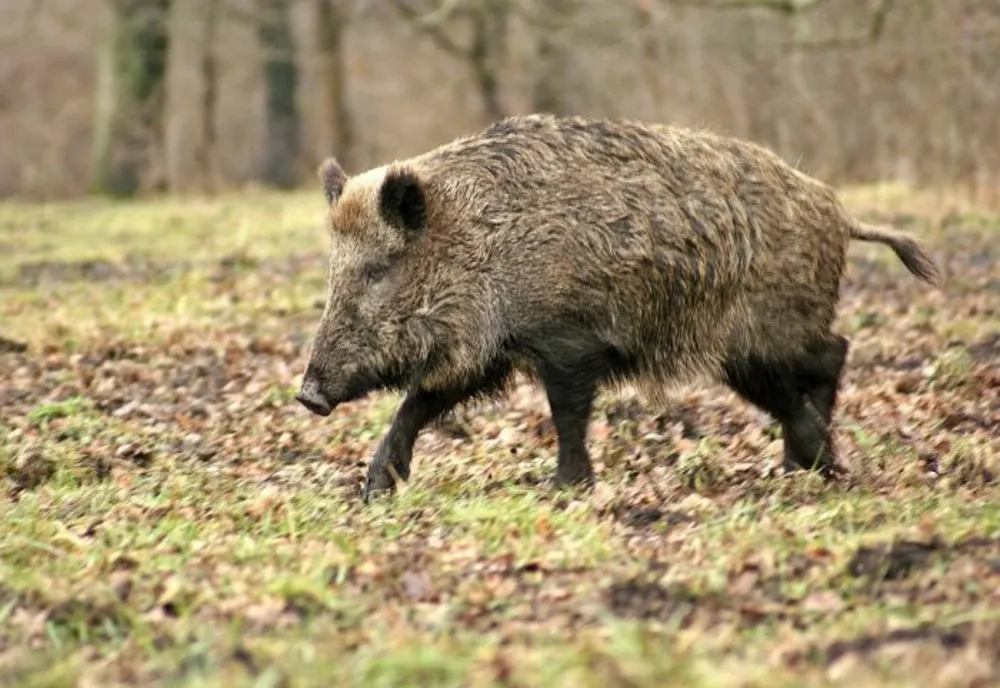 Pesta porcină africană a redus numărul de mistreți din județul Arad