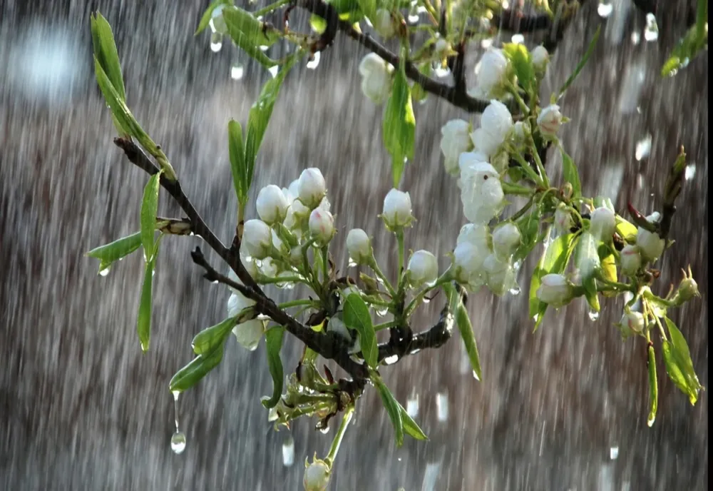 Temperaturi mai scăzute decât normalele perioadei, în următoarele 4 săptămâni. Revin și precipitațiile! - Estimările ANM