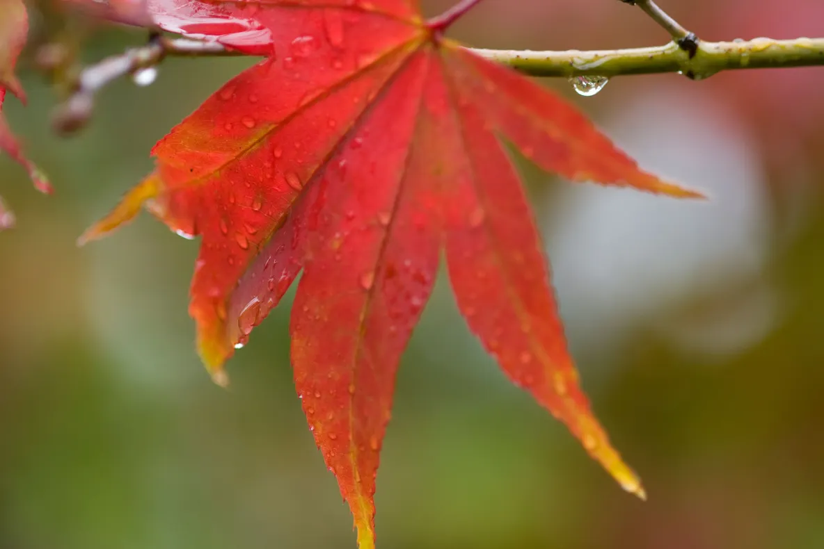 Cod galben de ploi în cinci județe și ninsori în Carpații Meridionali