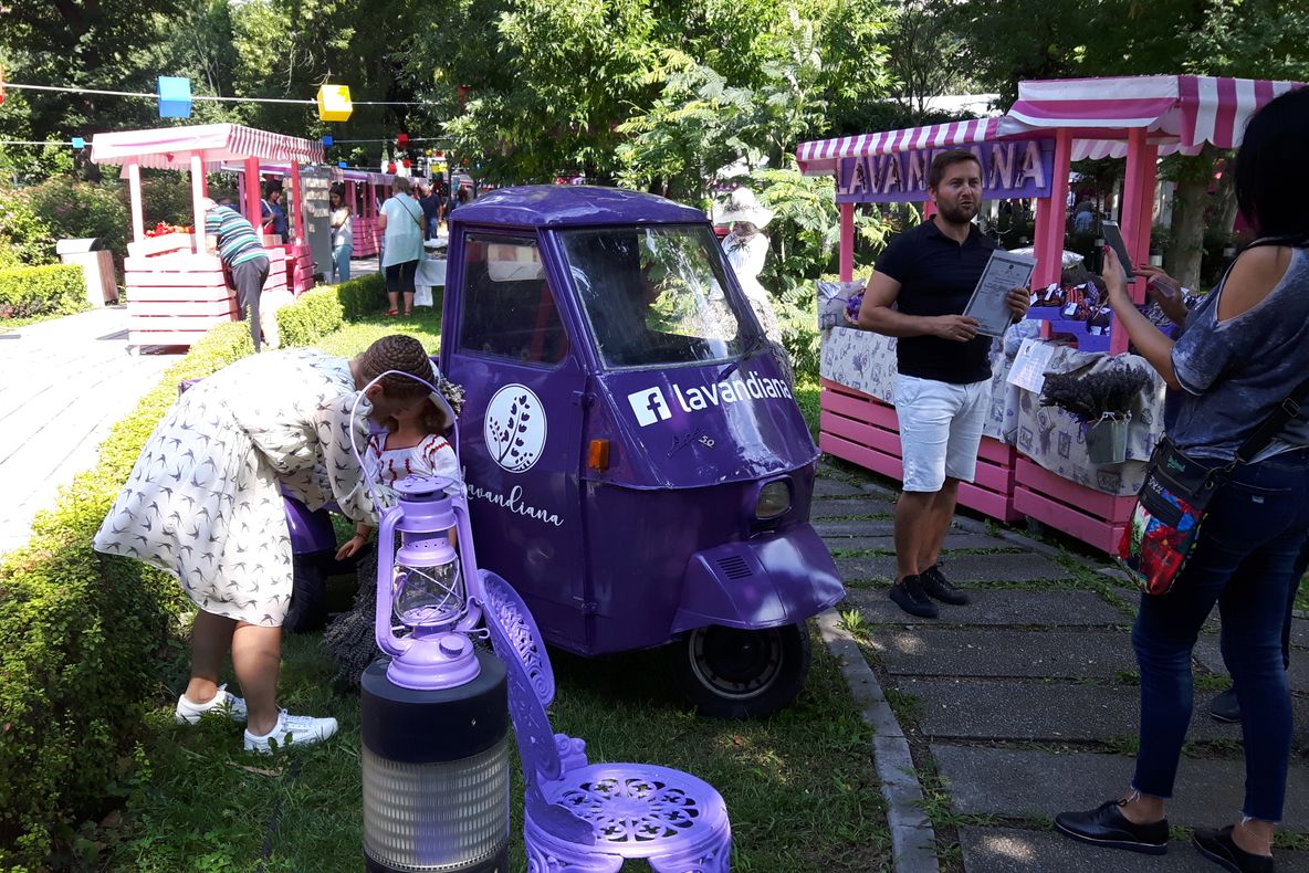 Aradul prinde culoarea și mirosul aurului mov. Sărbătoarea Lavandei, în centrul municipiului Arad de vineri până duminică