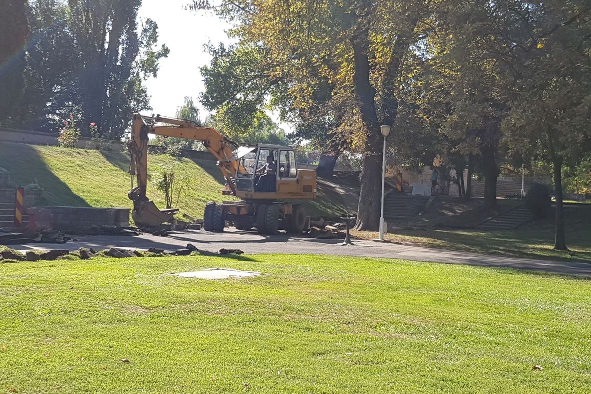 Arad: În locul fiecărui copac uscat tăiat se vor planta câte 3 copaci