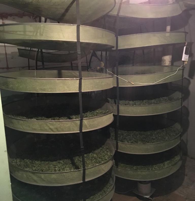 Arad: Droguri în valoare de peste 225.000 euro, confiscate de la 3 bărbați. Polițiștii și procurorii au găsit în casele lor adevărate laboratoare