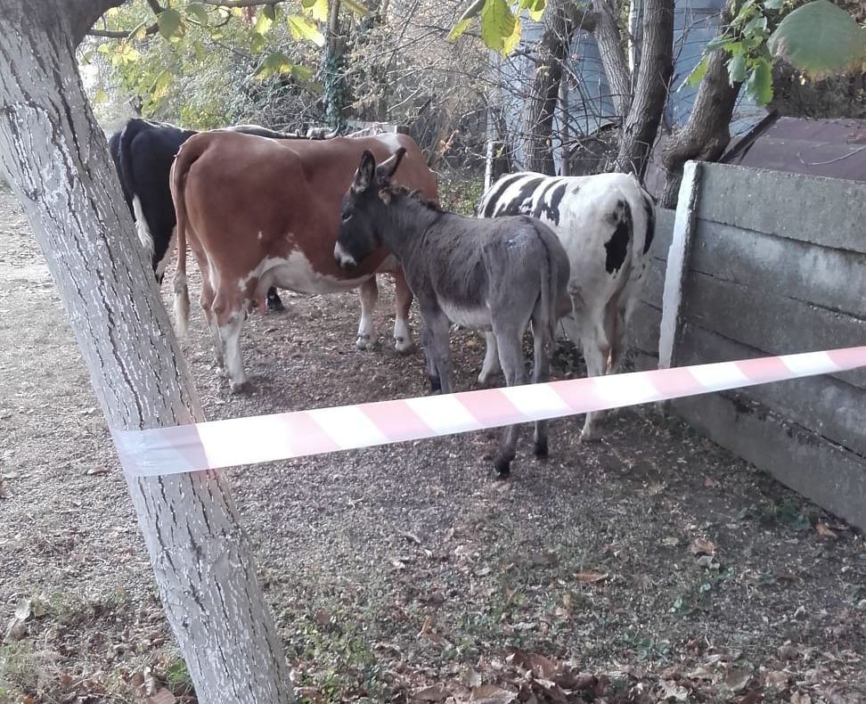 Arad: 3 văcuțe și un măgăruș, vedete pe internet, după ce s-au plimbat cum au vrut prin centrul municipiului