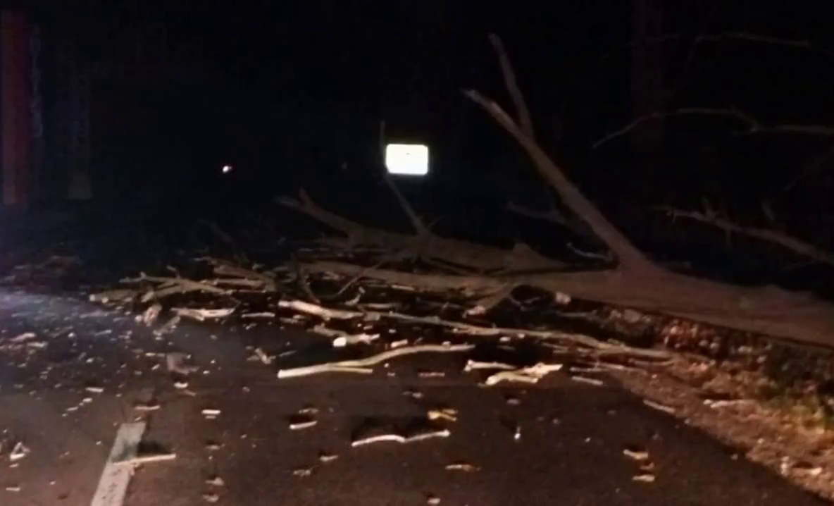 Copaci rupți de vânt pe drumurile naționale din vestul țării