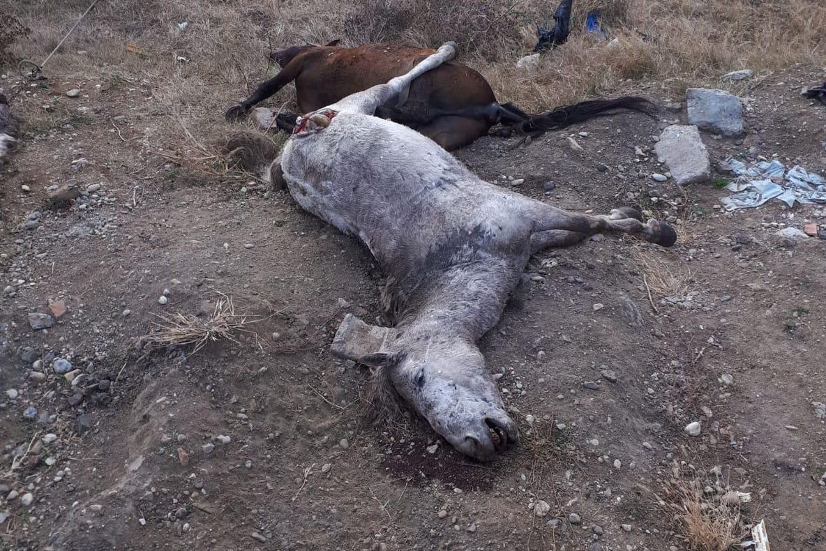 Arad: Trei cai morți aruncați, pe câmp. Ar fi vorba despre un transport ilegal