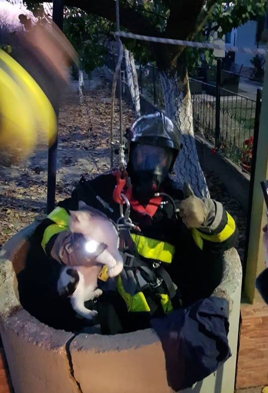 Arad: Misiune inedită pentru pompierii din Arad. Au fost chemați să salveze o pisică ce căzuse într-o fântână adâncă de 10 m