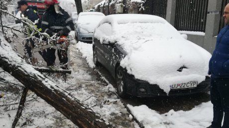 Arad: Mai mulți copaci rupți de zăpadă, în municipiul Arad
