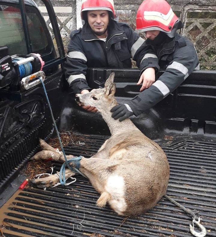 Arad: Misiune inedită pentru pompierii din Arad: chemați ca să salveze o căprioară