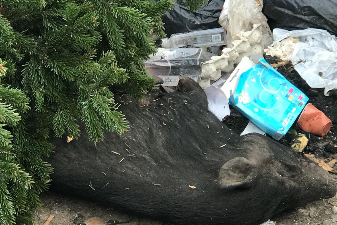 Arad: Ce se mai aruncă la gunoi în Arad? Cadavrul unui porc întreg, găsit, luni, la o ghenă din municipiu