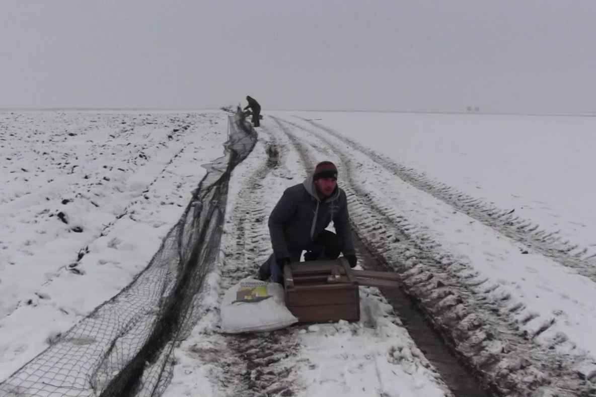 Arad: Măsuri inedite pentru a lupta cu înmulțirea excesivă a iepurilor sălbatici. Prinși în plase speciale, iepurii sunt mutați în zone cu efective mai mici