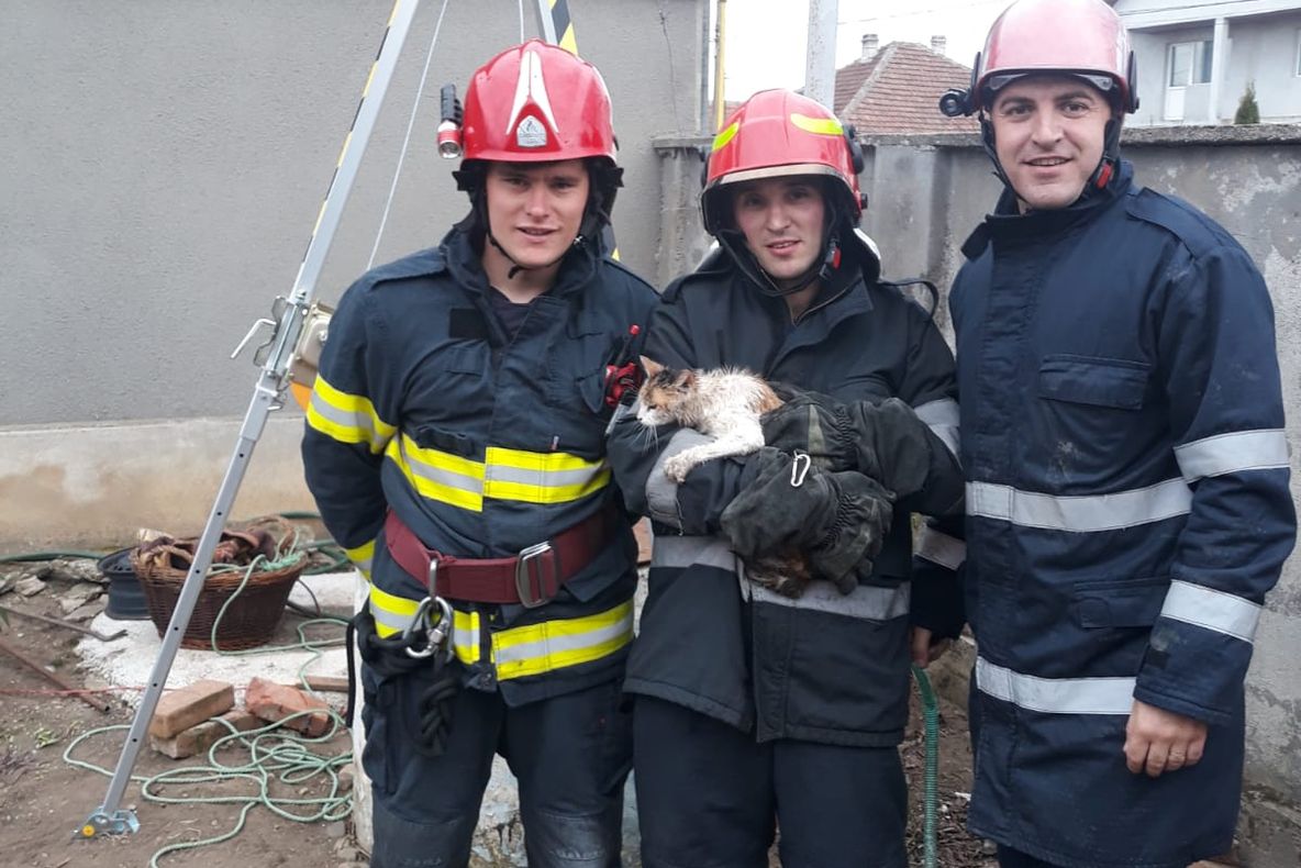 Arad: Deși pisica are 9 vieți, intervenția pompierilor din Arad a făcut diferența
