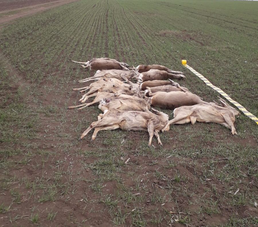 Arad: Crește numărul animalelor otrăvite pe câmpuri: 53 de căprioare și cerbi, plus păsăeri și animale de talie mică