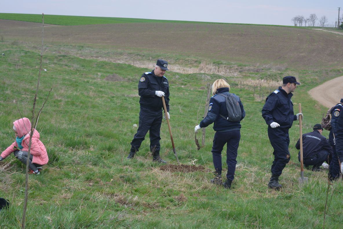 Arad: 1.500 de copaci, plantați de către jandarmii din Arad