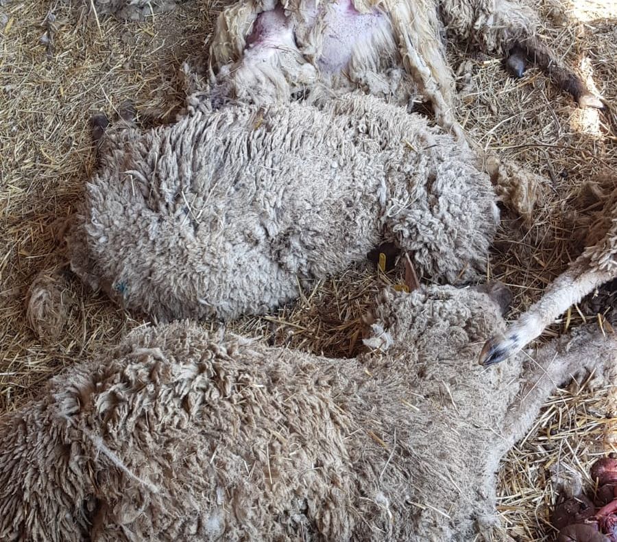 Arad: Peste 40 de oi, găsite moarte în județul Arad. Cauza reclamată: atacul câinilor vagabonzi. Numărul victimelor ajunge la 100