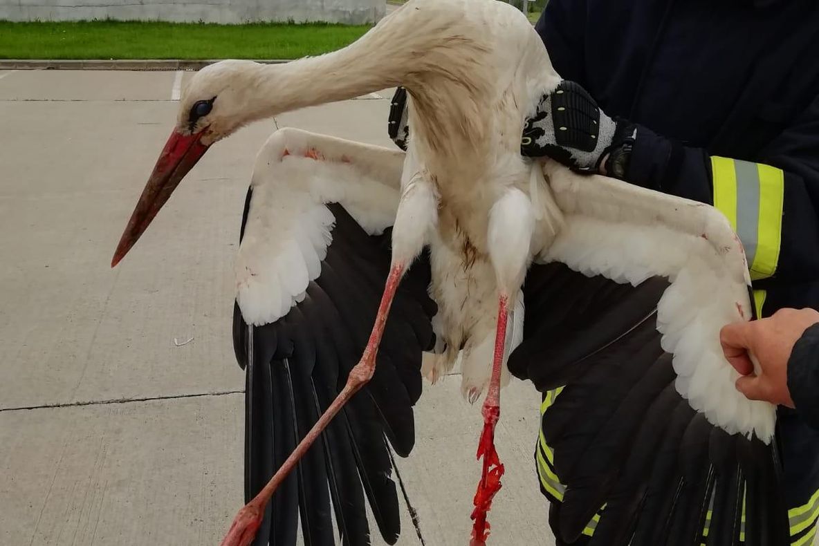 Arad: Pompierii din Arad au salvat o barză, care a rămas blocată în firele unui stâlp de curent