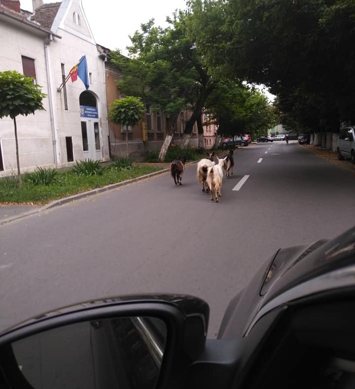 Arad: Proprietarul caprelor care s-au plimbat prin centrul Aradului, amendat cu 300 de lei. Nu au fost recuperate toate animalele