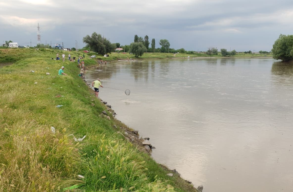 Arad: AUDIO Milioane de fluturi care trăiesc doar o zi produc un spectacol magic pe Mureș