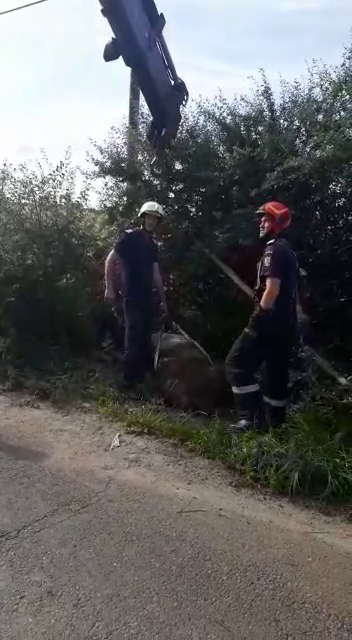 Arad: AUDIO VIDEO FOTO Pompierii din Arad au salvat un cal căzut într-o gură de canalizare