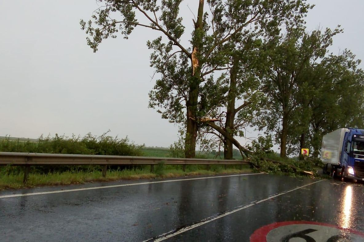 Arad: Un primar din județul Arad trage un semnal de alarmă: copacii-pericol de la marginea DN79 Arad-Oradea