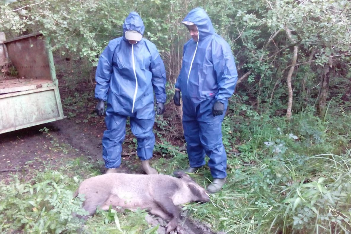 Arad: AUDIO Pesta porcină africană, confirmată și la porci mistreți. Circa 140 de mistreți de pe un fond de vânătoare ce aparține Direcției Silvice Arad, împușcați