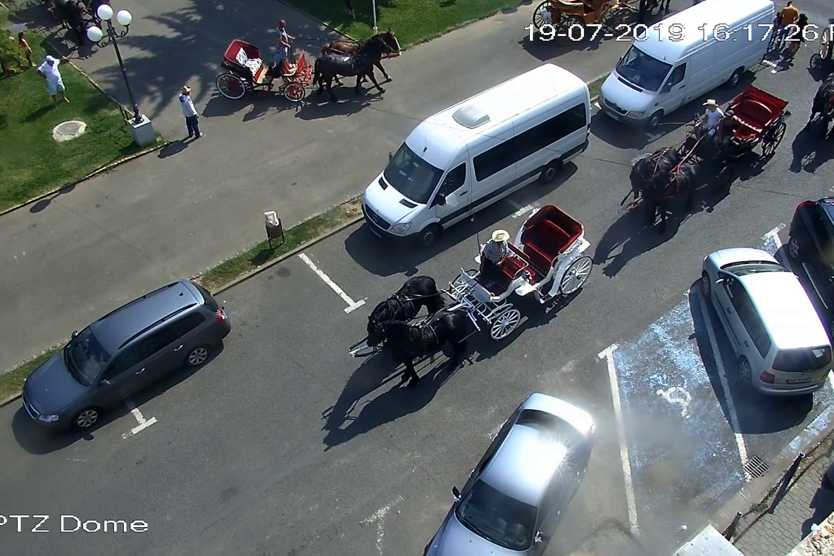 Arad: AUDIO FOTO VIDEO Petrecerile și nunțile cu trăsuri trase de cai, prin centrul Aradului, sancționate. Motivele