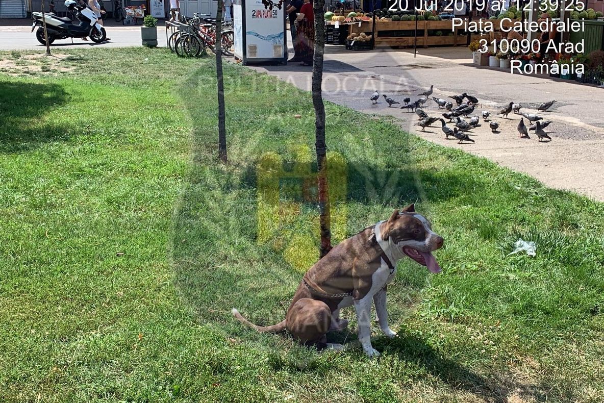 Arad: Amendat pentru că și-a legat câinele periculos de un copac din centrul Aradului. Plus, o altă amendă pentru că a aruncat coji de semințe pe jos