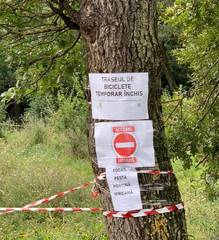 Arad: AUDIO Mai multe trasee turistice din Parcul Natural Lunca Mureșului, închise din cauza pestei porcine africane. Ce alte măsuri s-au mai luat în pădure