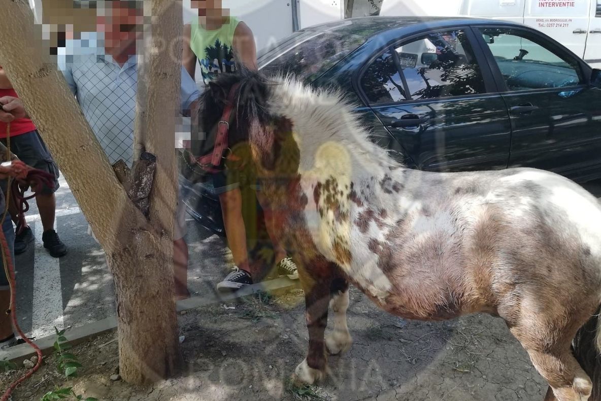 Arad: Poneiul care circula liber, în apropierea unei secții de poliție din Arad, "reținut". Autoritățile îi caută proprietarul