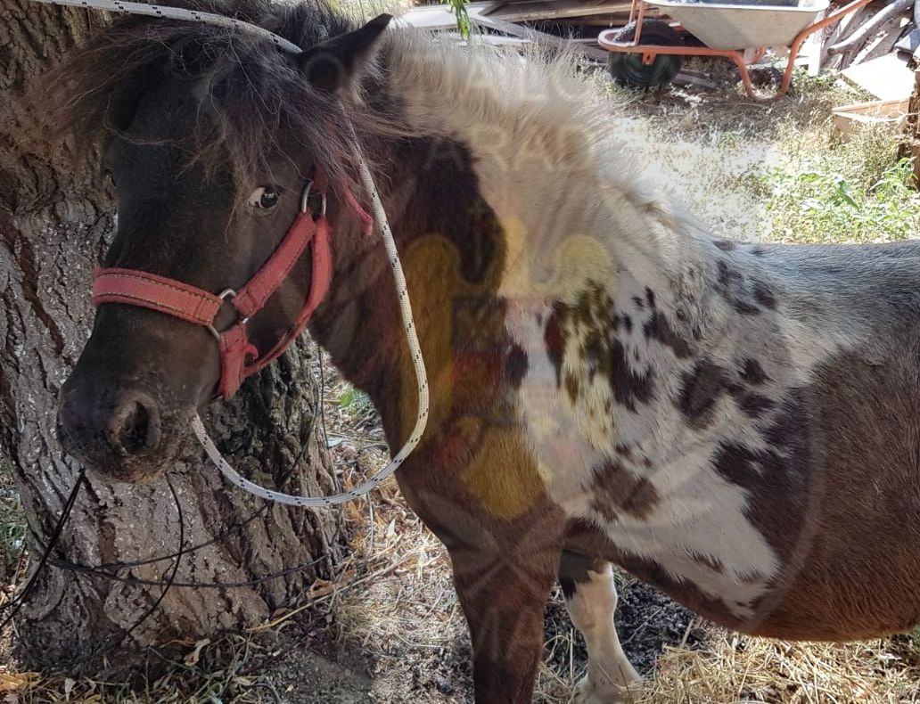 Arad: Ce s-a întâmplat cu poneiul care circula liber în apropierea unei secții de poliție din Arad