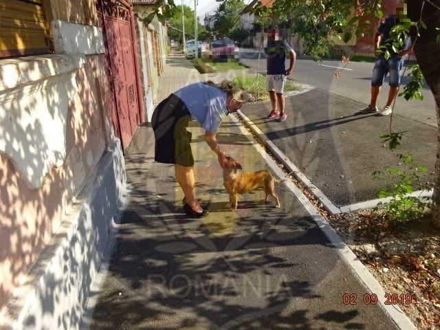 Arad: Peste 50 de câini, capturați de pe străzile din municipiul Arad și integrați în Adăpostul Public al orașului