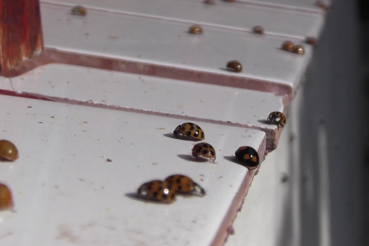 Arad: FOTO VIDEO Buburuzele au invadat mai multe localități din Arad, de pe Valea Mureșului. Oamenii sunt disperați, după ce unele gâzele îi și mușcă