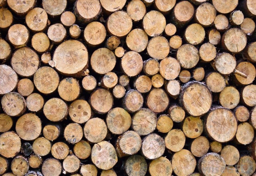 Arad: Lemne de foc mai ieftine, după ce vijeliile au creat distrugeri în pădurile din Arad