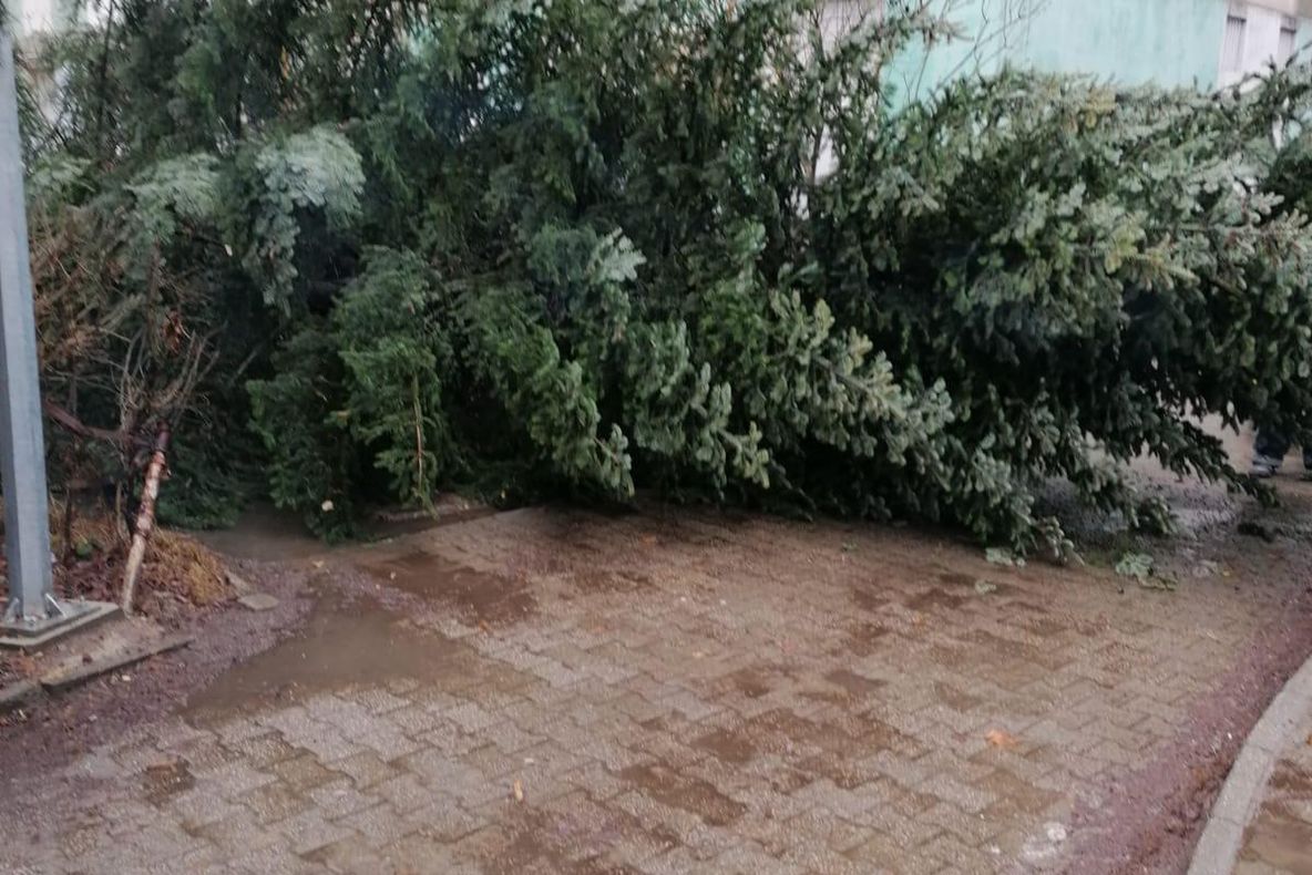 Arad: AUDIO Copac rupt de vântul puternic, în centrul Aradului