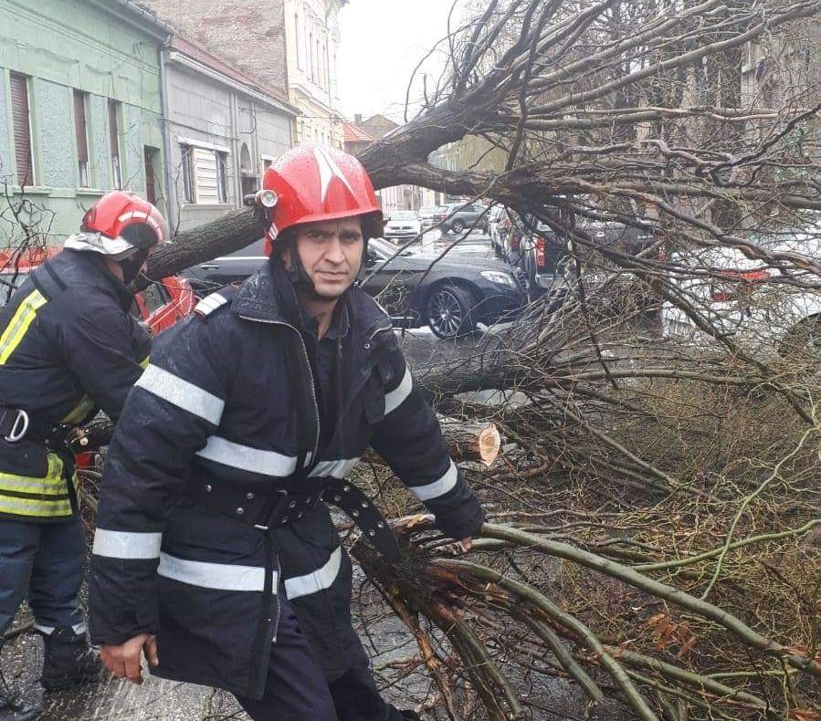 Arad: Două mașini avariate, după ce un copac s-a rupt și a căzut peste ele, în municipiul Arad