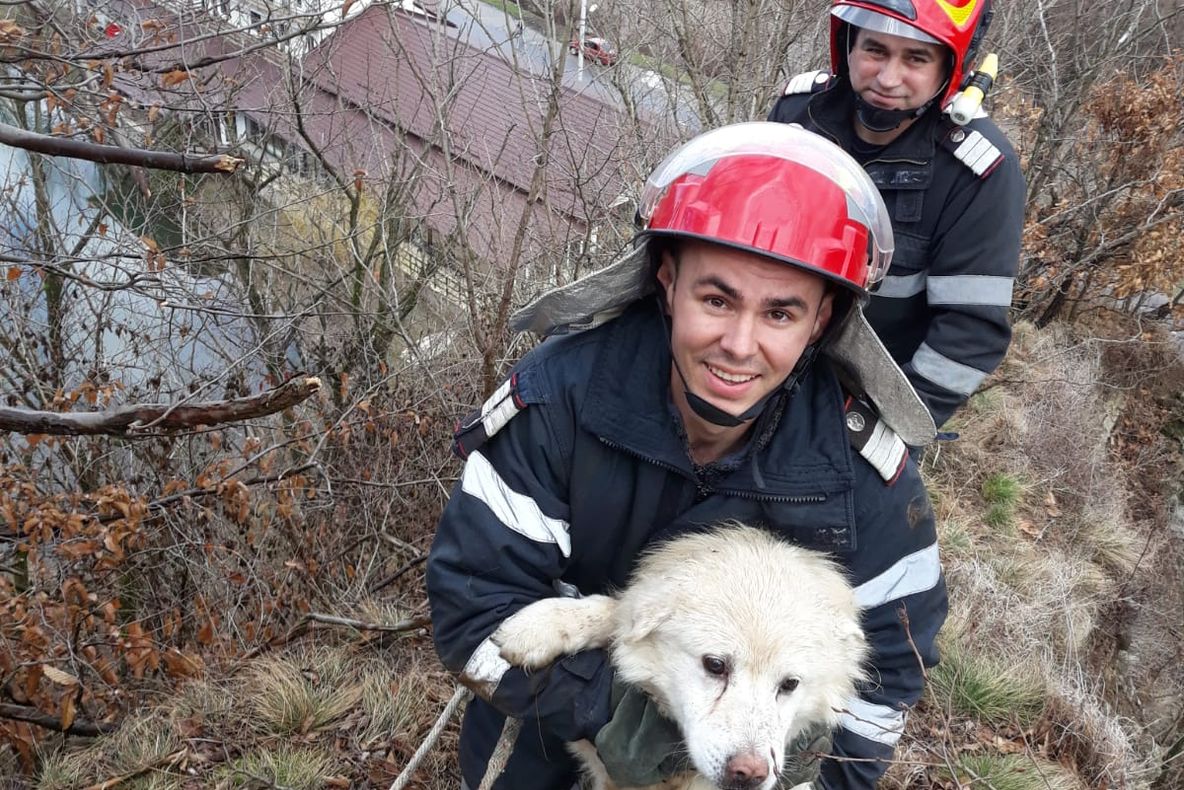 Arad: Pentru că fiecare viață contează! Câine blocat pe o stâncă, salvat de către pompierii din Arad
